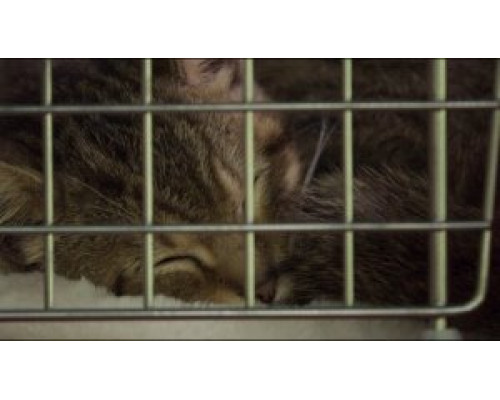 Мой котик и я (2023) смотреть онлайн Мой котик и я (2023) смотреть онлайн